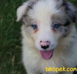 Türkiyenin En Iyi Border Collie Yavruları 1
