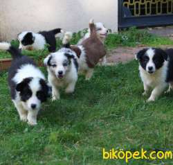 Türkiyenin En Iyi Border Collie Yavruları 5