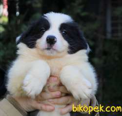 Türkiyenin En Iyi Border Collie Yavruları 3