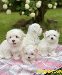 Ufacık Boyut Maltese Sevimli Yavrular 5