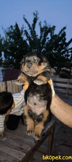 VET HEKİMDEN 17.09.2025  Doğumlu 2 Erkek Yavru 2
