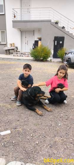 VET HEKİMDEN 17.09.2025  Doğumlu 2 Erkek Yavru 3