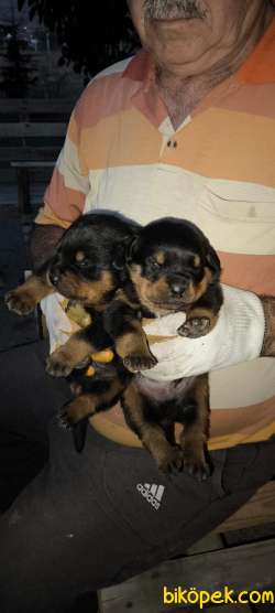 VET HEKİMDEN 17.09.2025  Doğumlu 2 Erkek Yavru 4