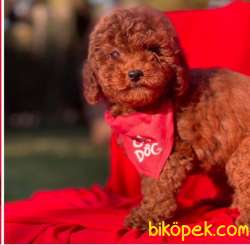 Wc Eğitimli Toy Poodle Yavrular 1