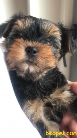 Yavru Yorkshire Terrier 1