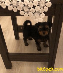 Yavru Yorkshire Terrier 3