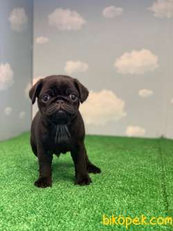 YÜKSEK KALİTE SİYAH PUG MOPS GÜL KUYRUK 1