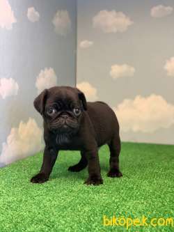 YÜKSEK KALİTE SİYAH PUG MOPS GÜL KUYRUK 4