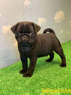 YÜKSEK KALİTE SİYAH PUG MOPS GÜL KUYRUK 2