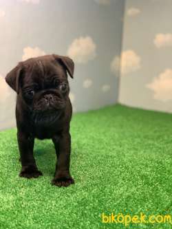 YÜKSEK KALİTE SİYAH PUG MOPS GÜL KUYRUK 3