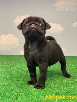 YÜKSEK KALİTE SİYAH PUG MOPS GÜL KUYRUK 5