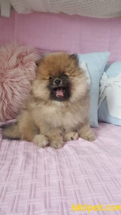YURTDIŞINDAN İTHAL AYI SURAT POMERANİAN  ORJİNAL BASIK BURUNLU 3