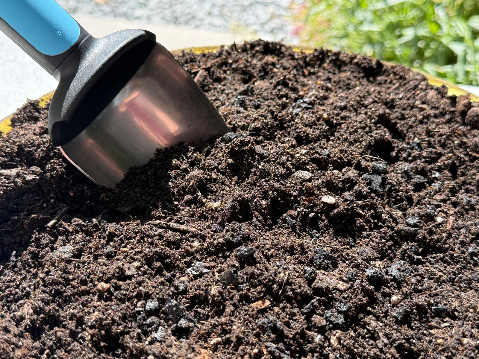 Pflanze im Supersoil-Testtopf