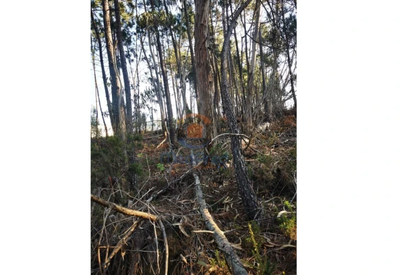 Terreno Agricola ou Rústico para Venda em Silveira