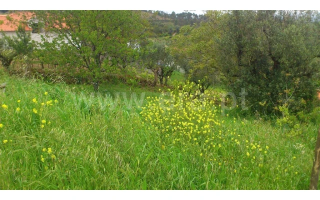 Terreno para Venda em Eiras e São Paulo de Frades