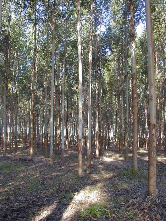 Terreno para Venda em Lagares e Figueira
