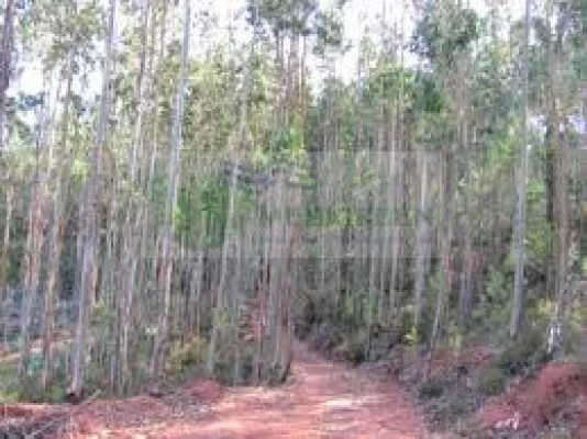 Terreno para Venda em Macinhata do Vouga