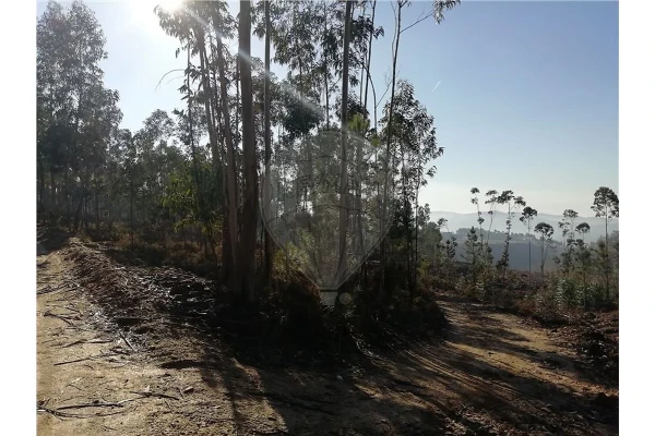 Terreno para Venda em Baltar