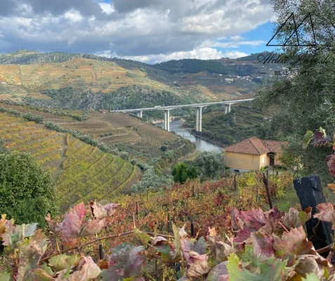 Quinta para Venda em Lamego (Almacave e Sé)