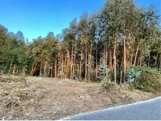 Terreno para Venda em Lajeosa do Dão