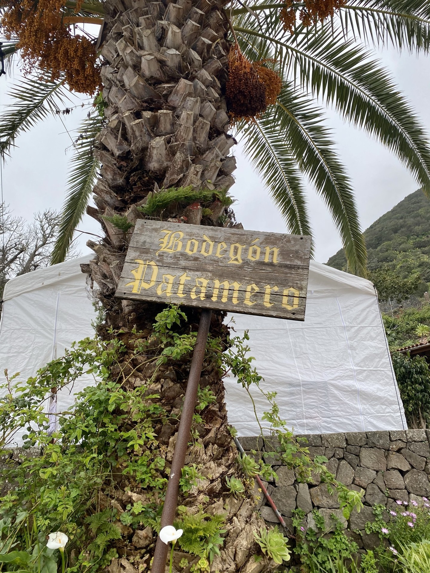 Bodegón Patamero