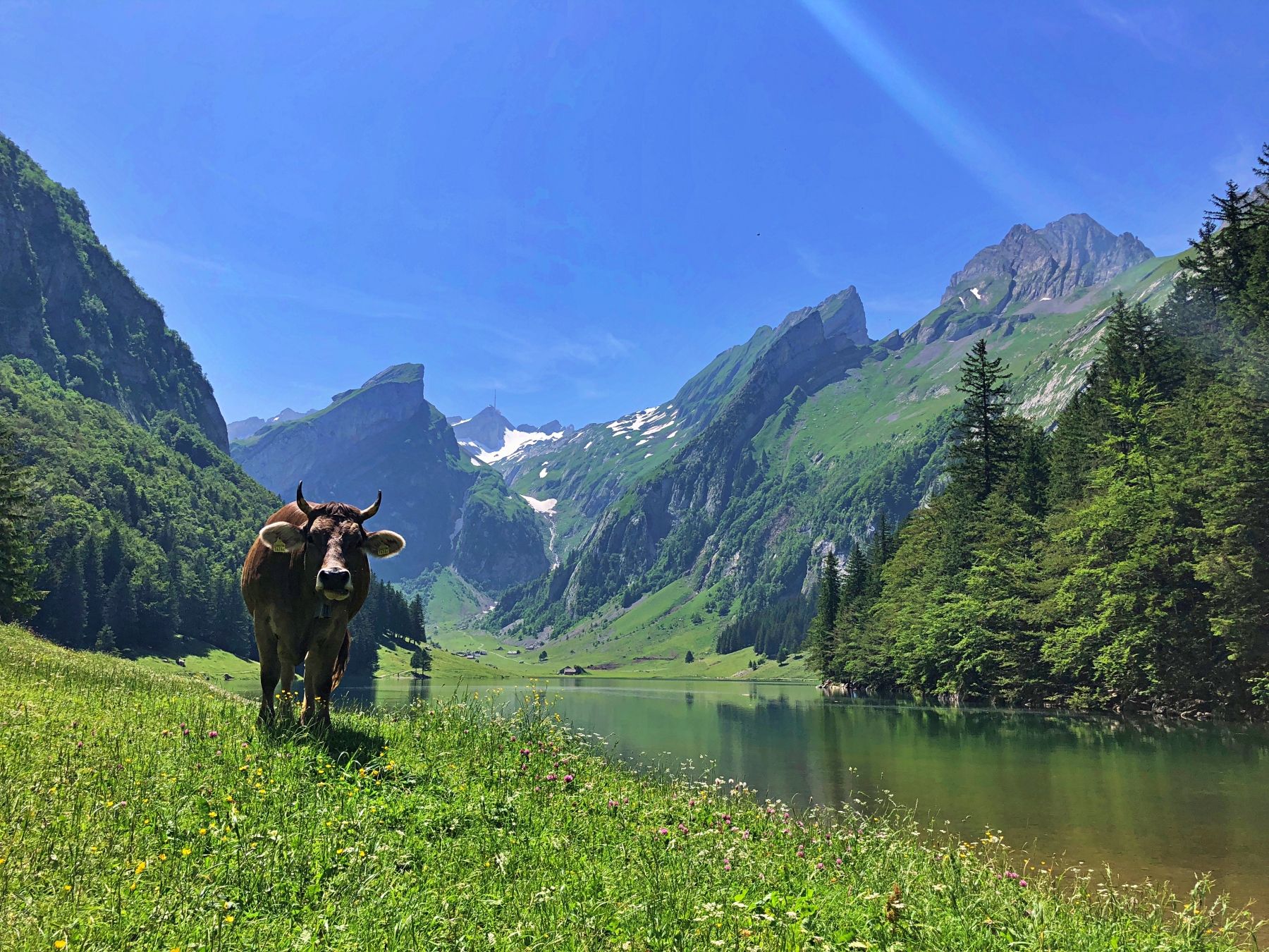 01_Seealpsee_Foto_Seraina_Zell