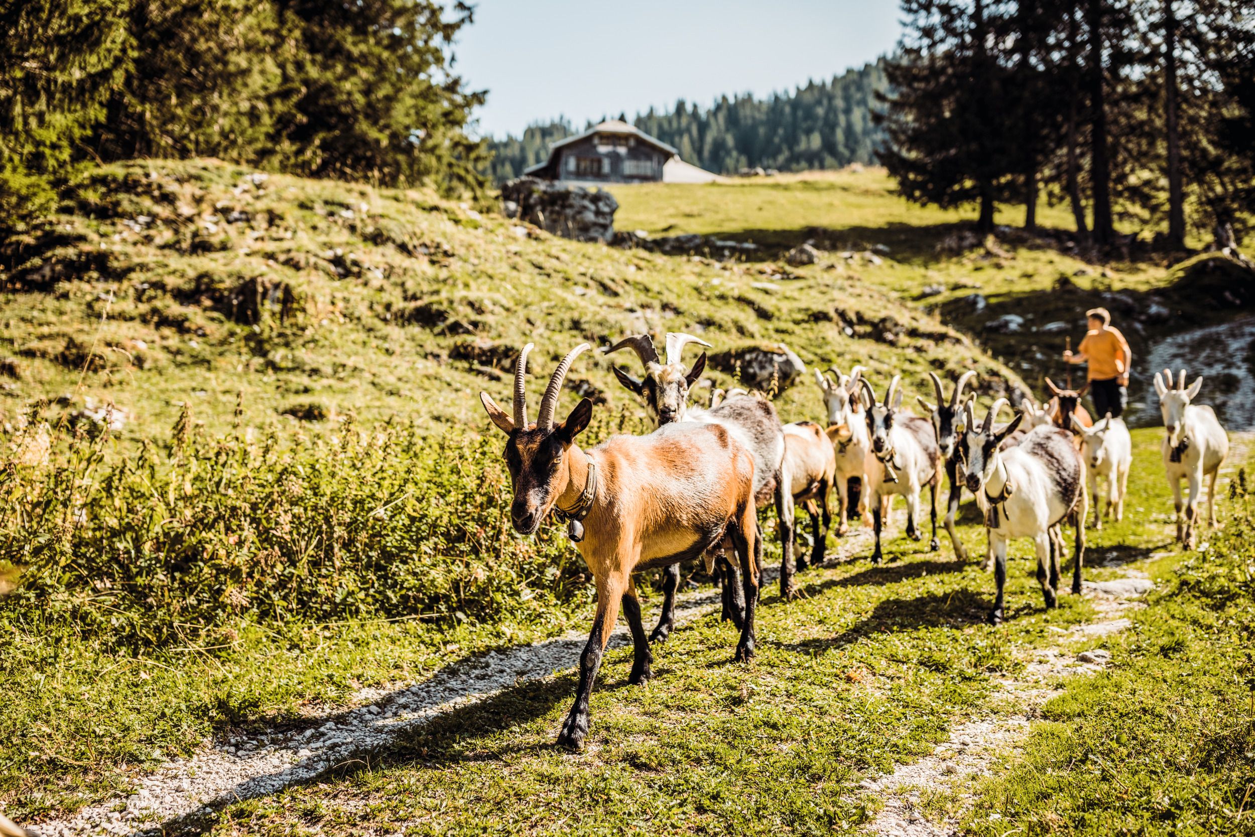 Naturpark Gantrisch Ziegen 