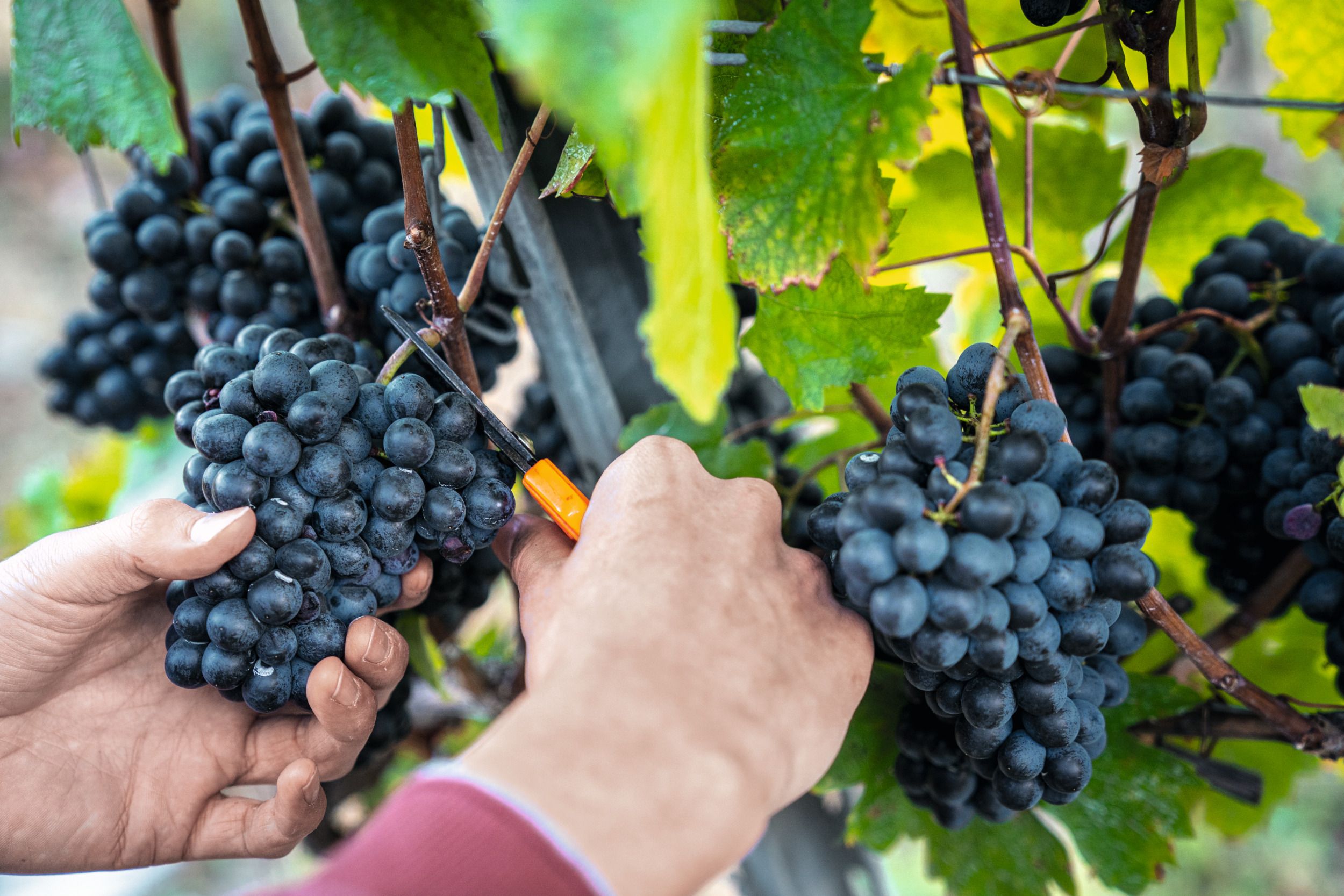 Weintour