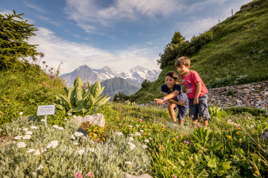 Schynige Platte Alpengarten