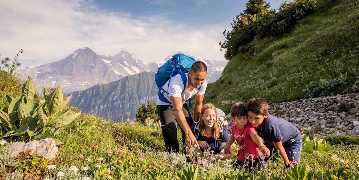 Schynige Platte Alpengarten