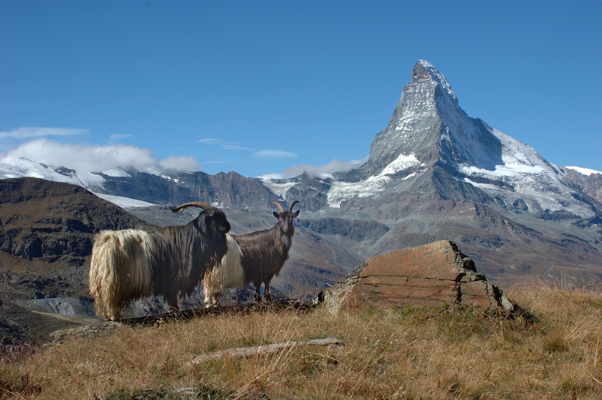 Gornergrat Schwarzhalsziegen