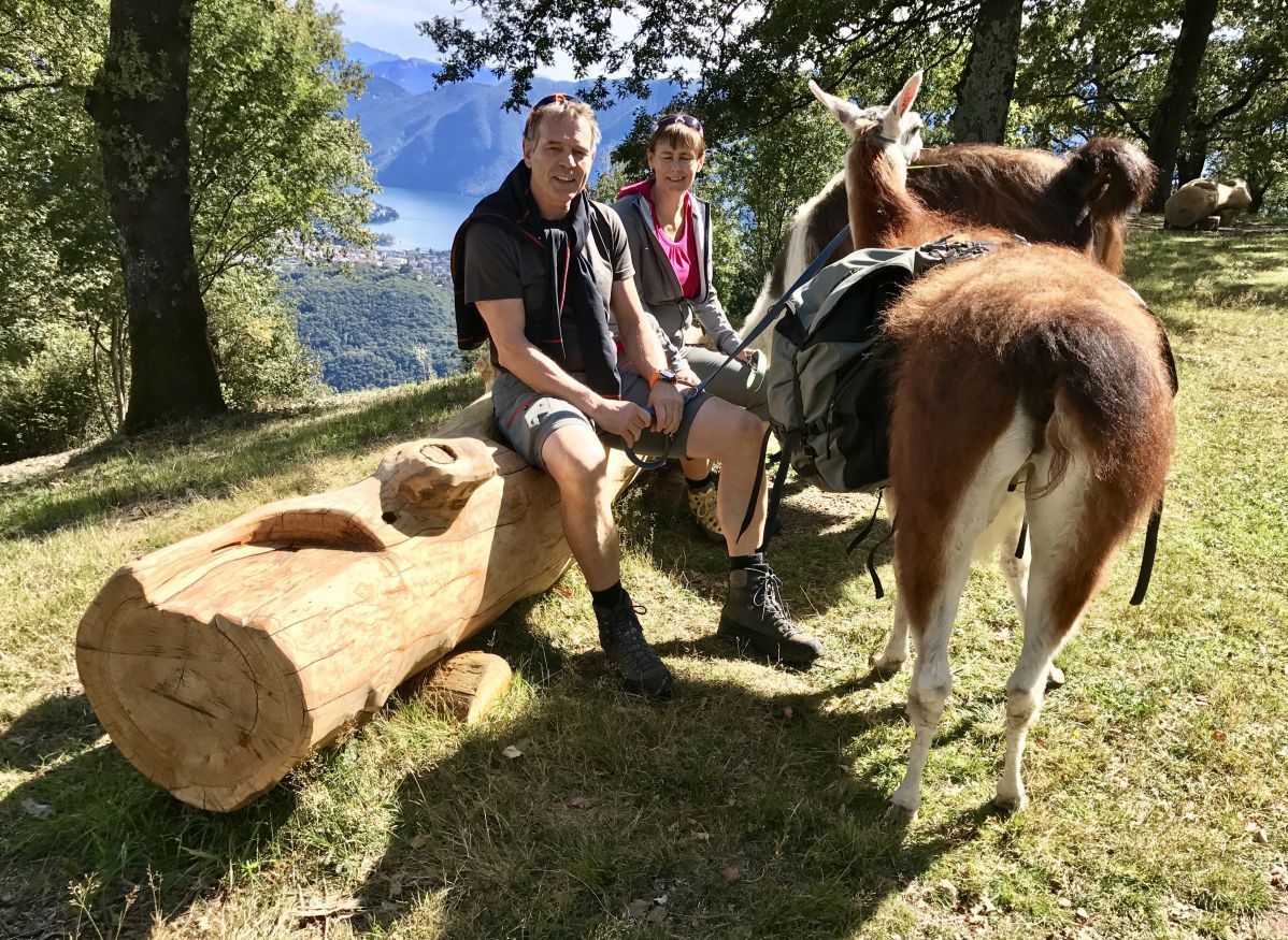 Lama und Alpaka Trekking [Lamatrekking Malcantone