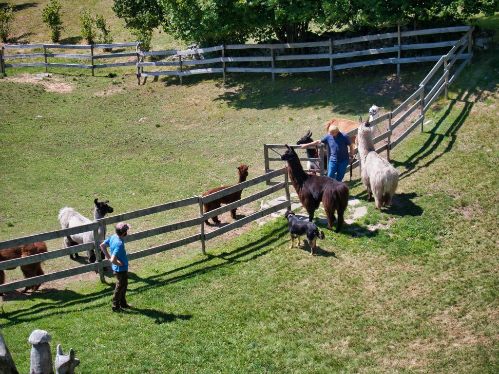Lama und Alpaka Trekking Lamatrekking Ticino
