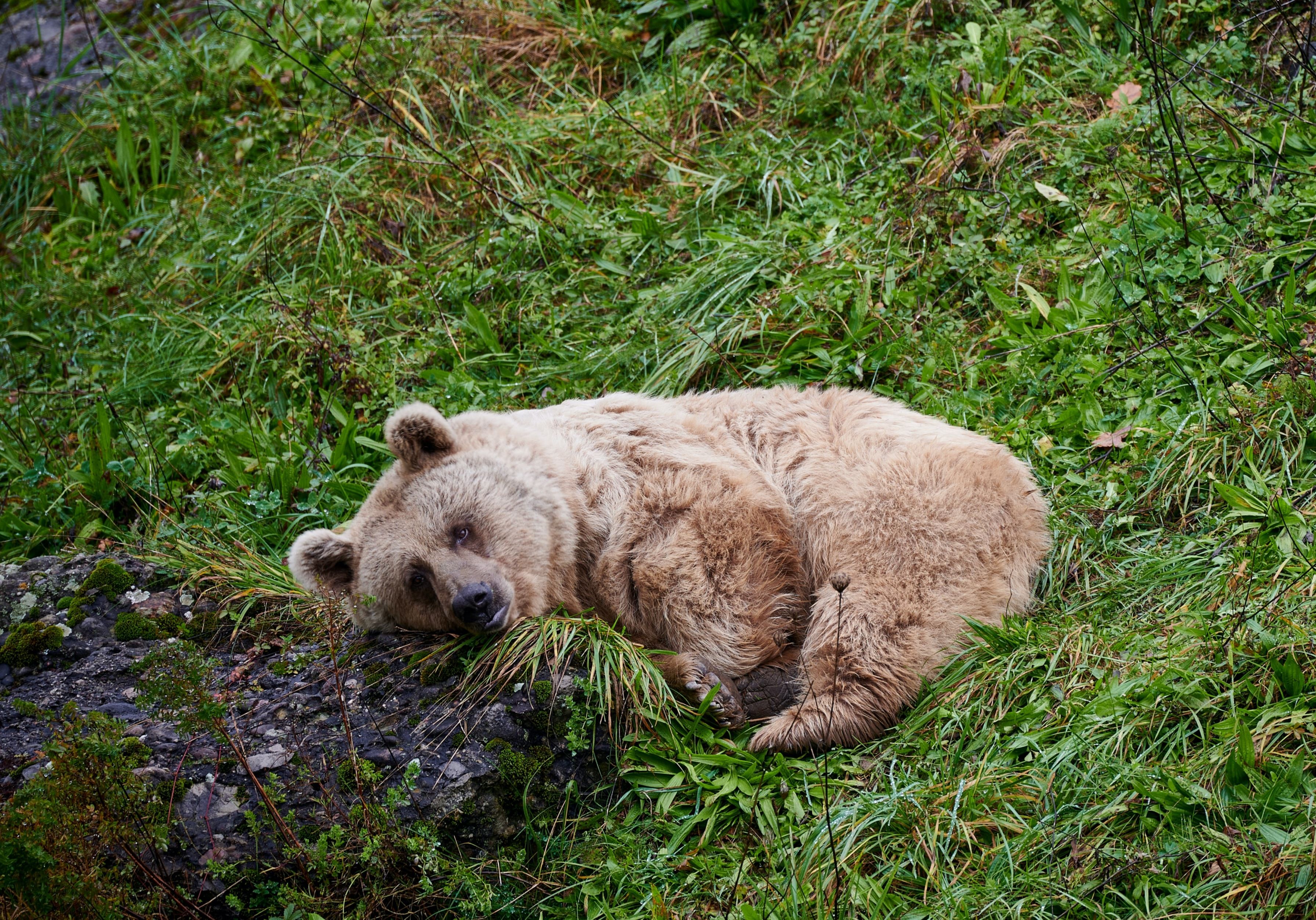 Hund Bärenpark Bern