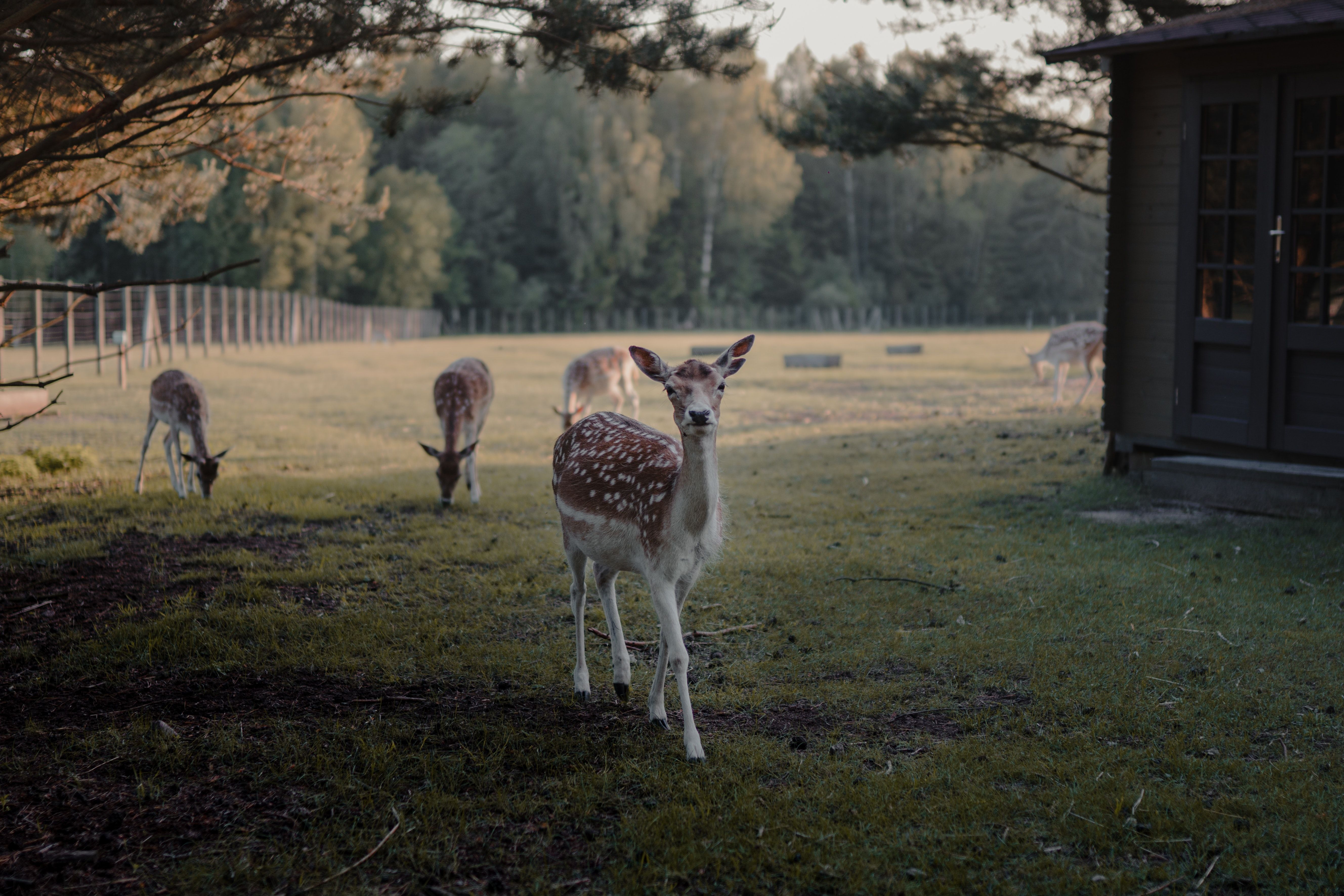 Hund Tierpark