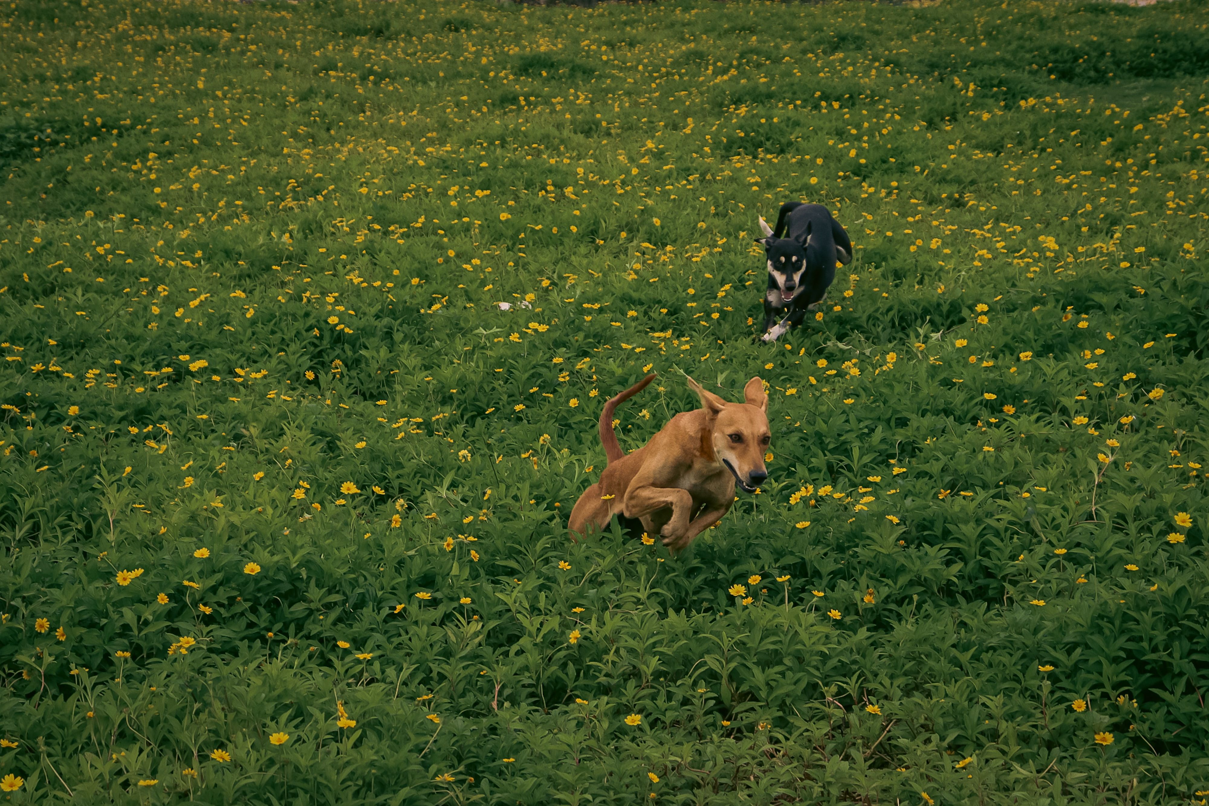 Hund Hundewiese