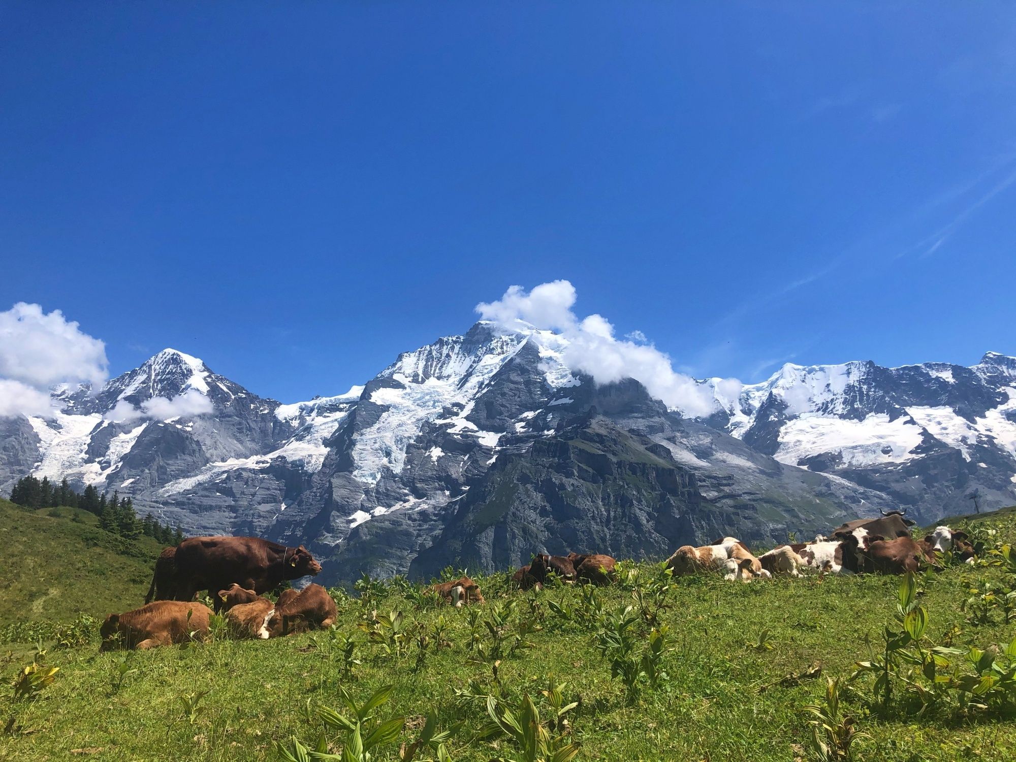 Wandern Schweiz Mürren