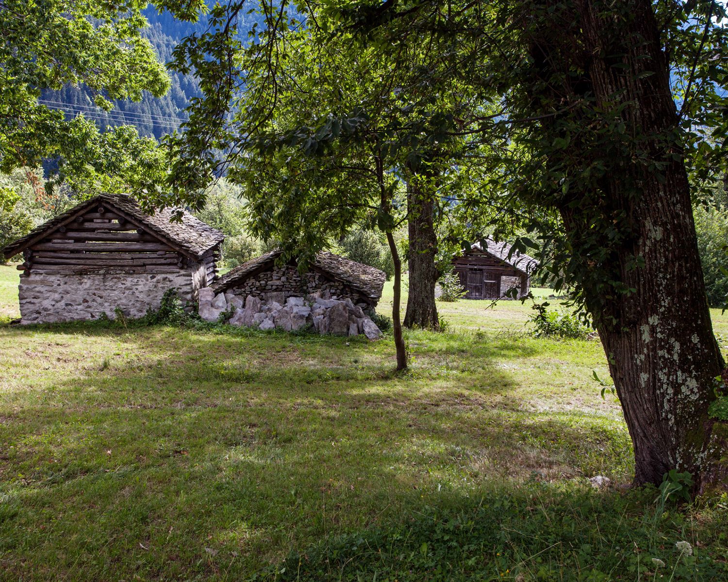 Mountainbike Schweiz MTB Route 679 Kastanienwald Catasegna