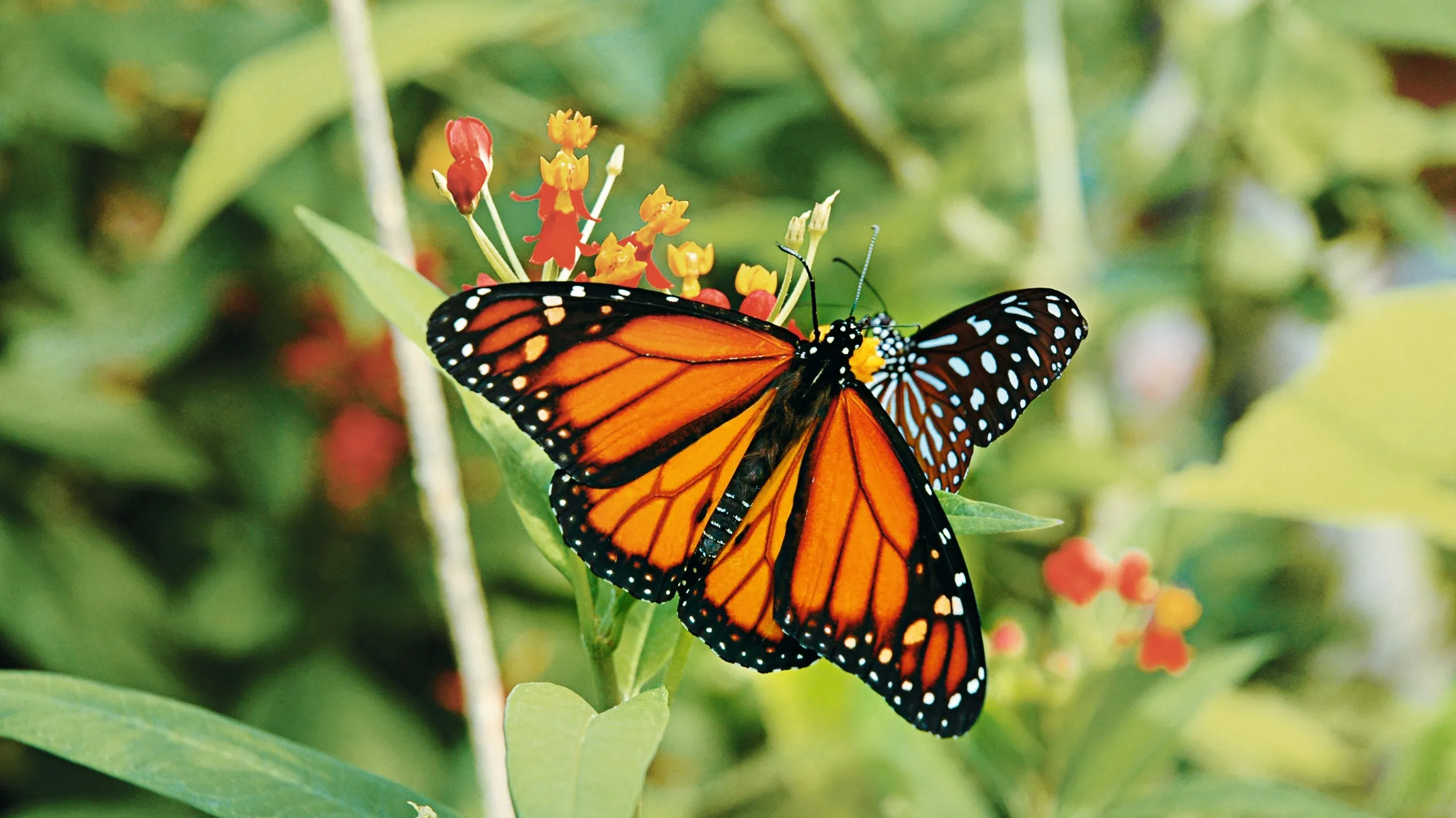 Schmetterling Papiliorama