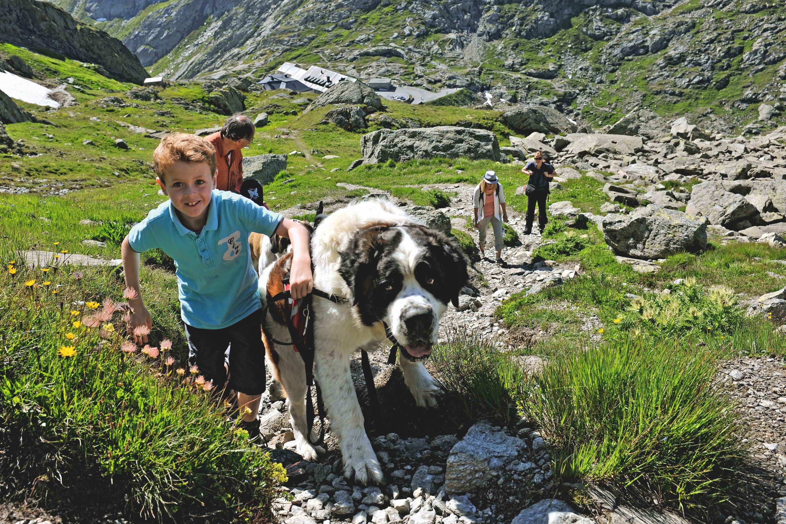 Hund Bernhardiner