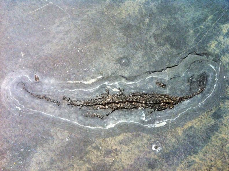 Tessin Saurierfossil