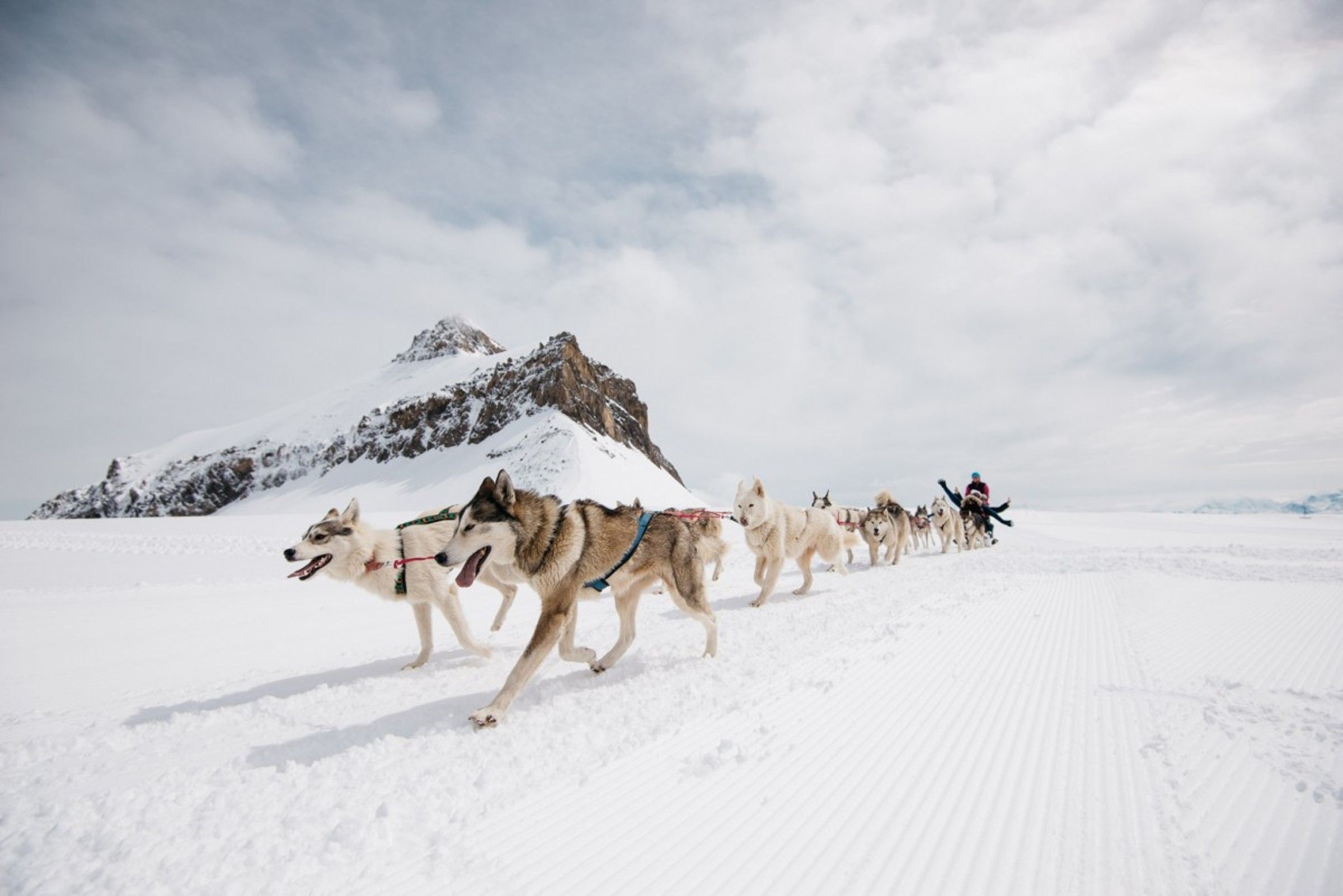 Glacier 3000 Hundeschlitten