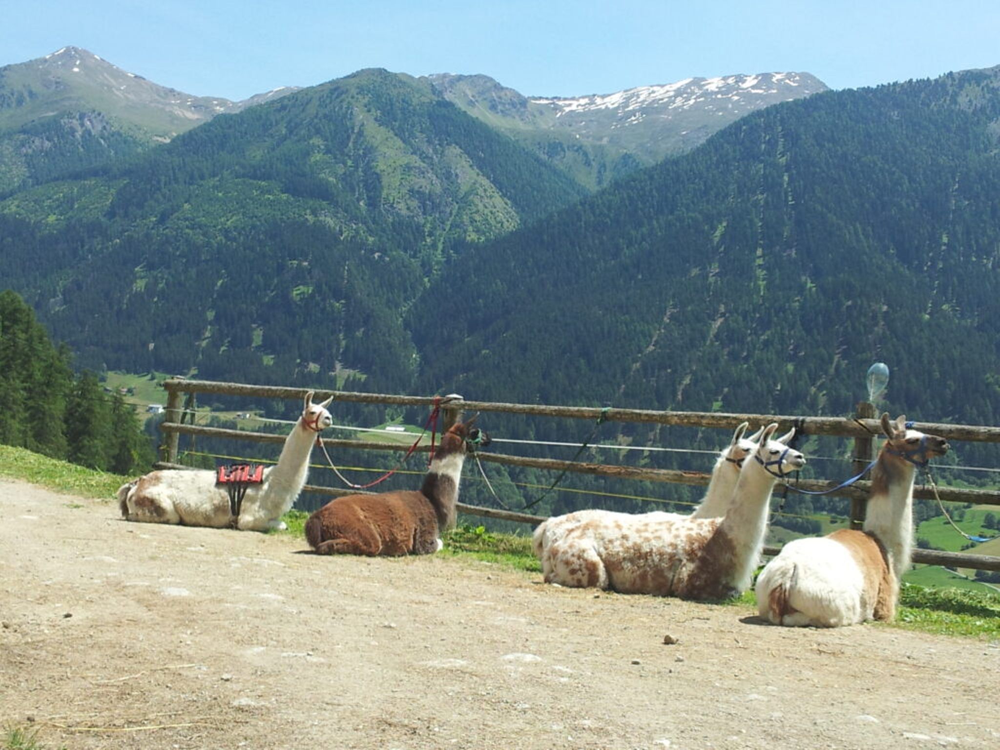 Lama und Alpaka Trekking Puntetta