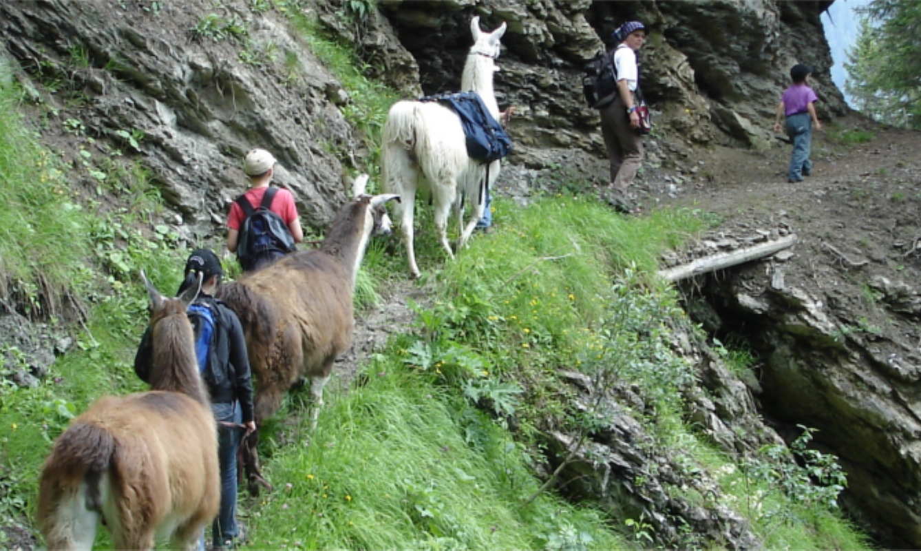 Lama und Alpaka Trekking Familientrekk Gädemli