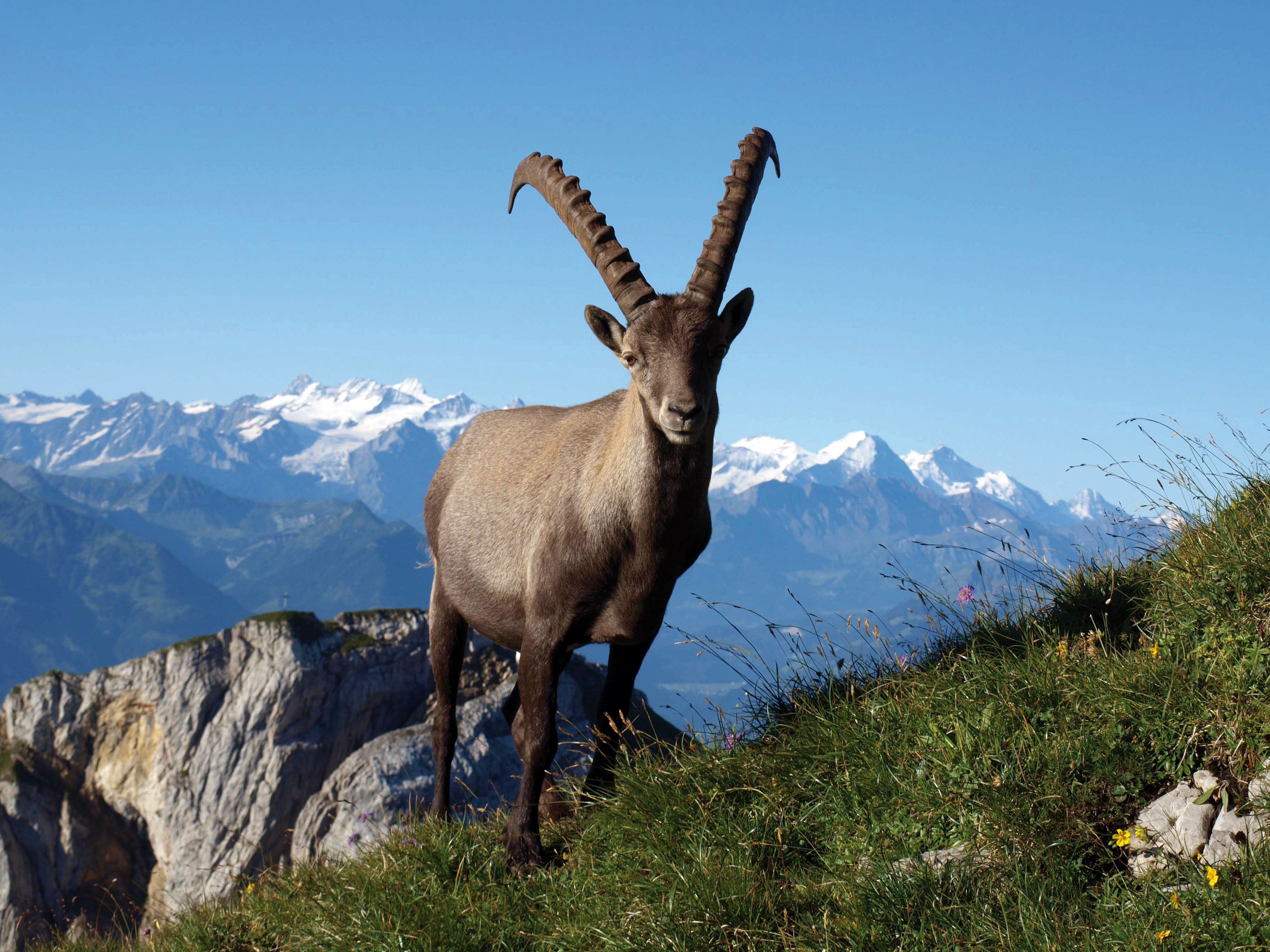 Pilatus Steinbock