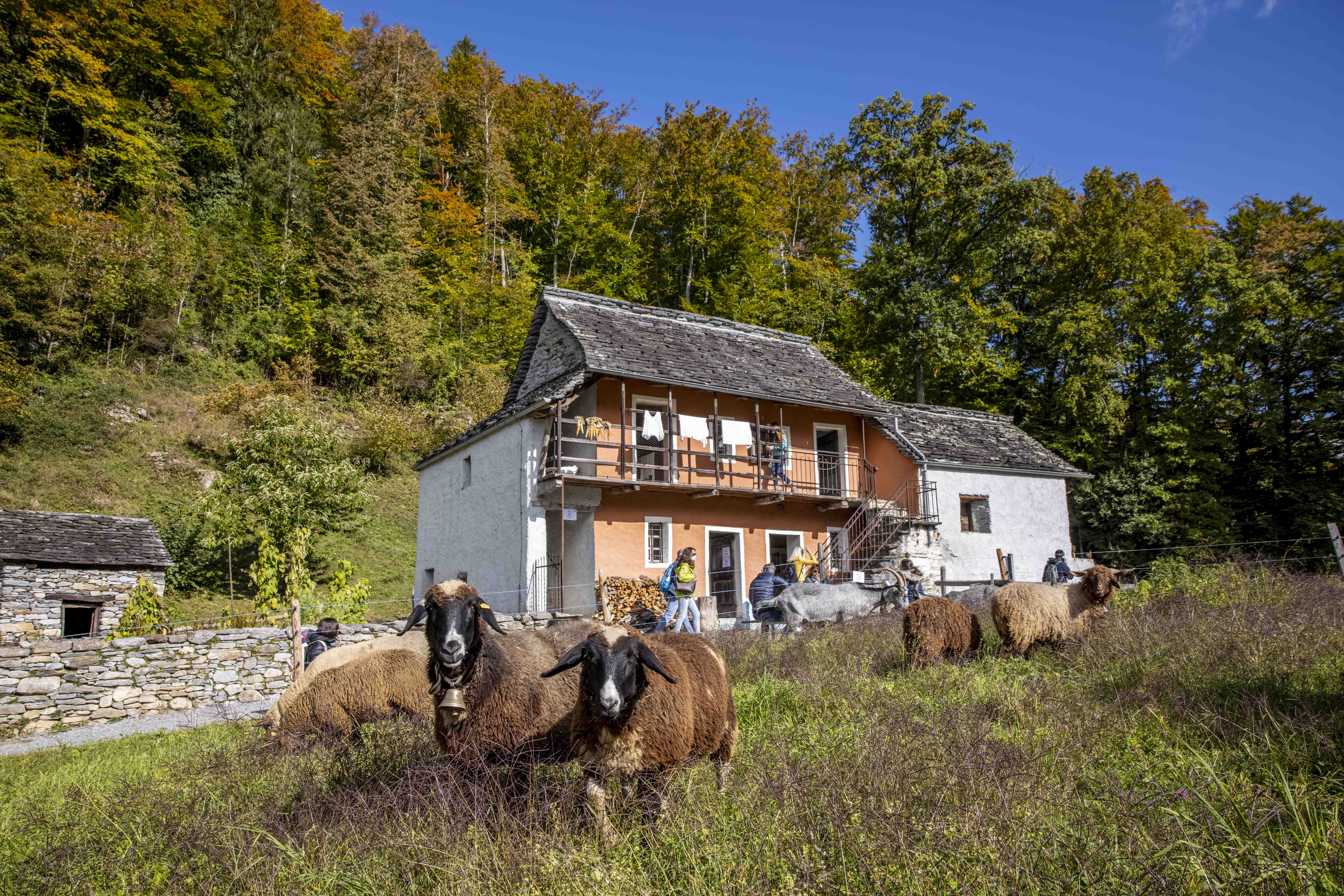 Ballenberg Häuser Tiere