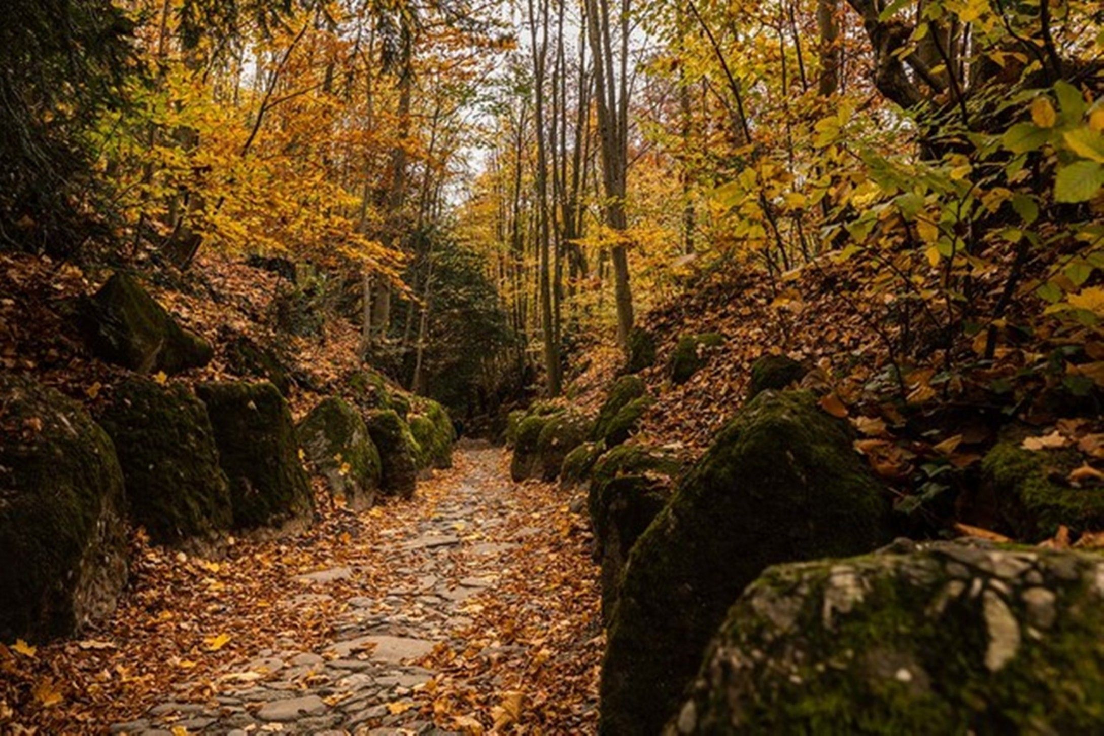 Rigi Hohle Gasse Herbst
