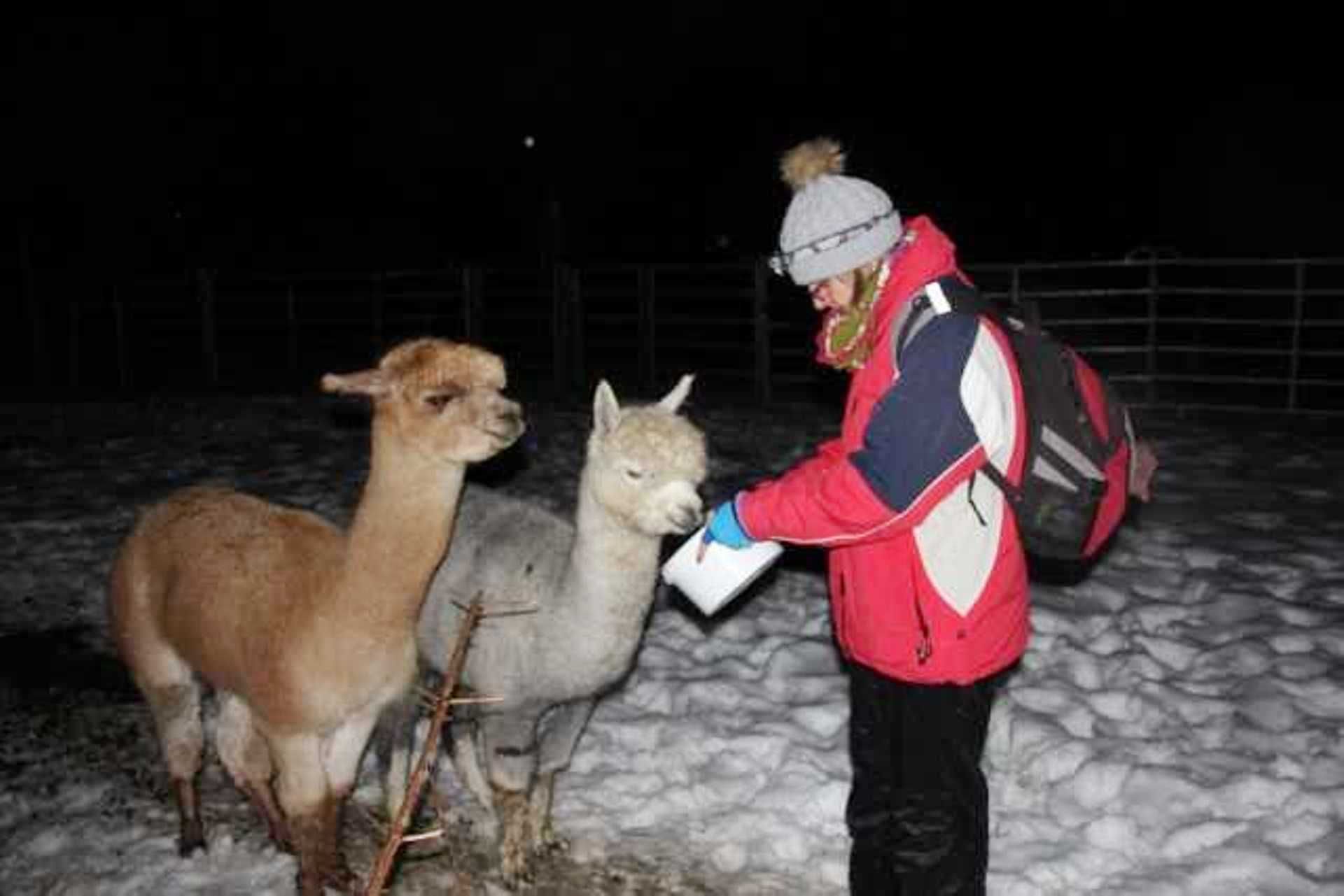 Lama und Alkapa Trekking Tiererlebnishof Urnäsch Tier Erlebnishof Urnäsch