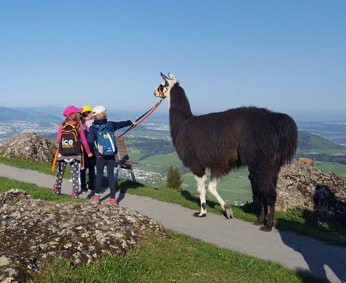 Rigi Lama Trekking