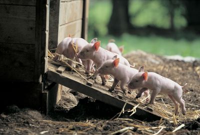 Ballenberg Ferkel